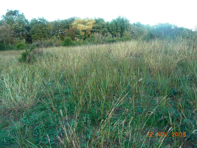 Bothriochloa ischaemum / Barboncino digitato